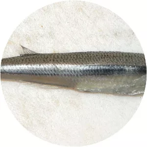 Odontesthes incisa - 
