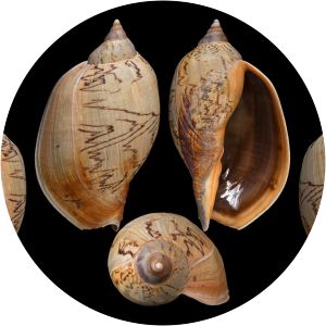 Odontocymbiola magellanica - 