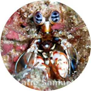 Odontodactylus brevirostris - 