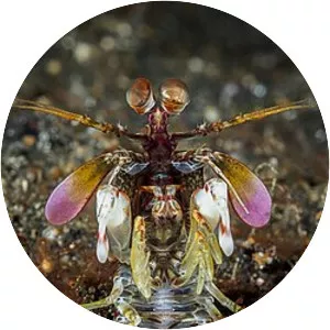 Odontodactylus latirostris - 