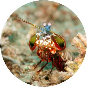 Odontodactylus scyllarus