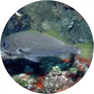 Odontoscion dentex - 