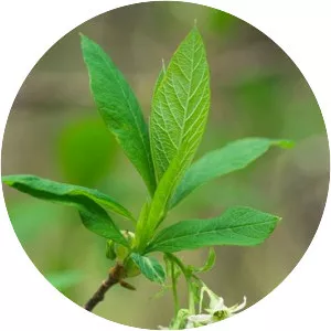 Oemleria cerasiformis - Plants