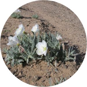 Oenothera californica
