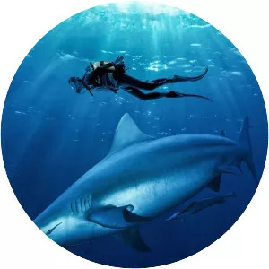 Of Shark and Man