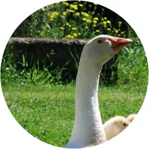 Oie blanche du Bourbonnais