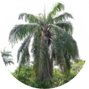 Oil palms