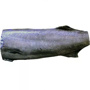 Oilfish - Fish