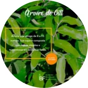Oiti - Plants