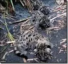 Okaloacoochee Slough State Forest