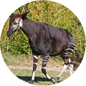 Okapi