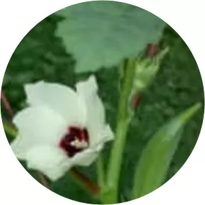 Okras (Abelmoschus)