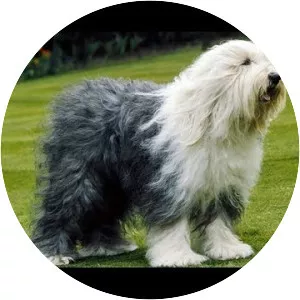 Old English Sheepdog