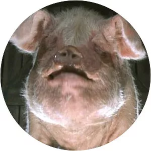 Old Major - Fictional character