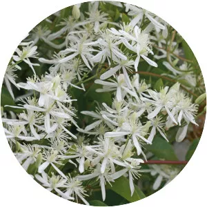Old-man's beard - Plants