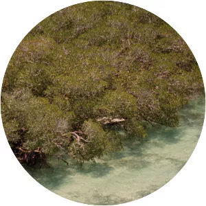 Old Rhodes Key - Island in Islandia, Florida