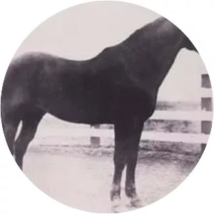 Old Sorrel - Horse