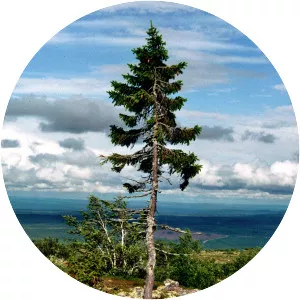Old Tjikko - Norway spruce