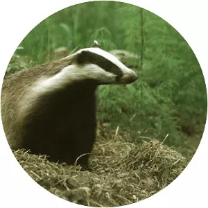 Old world badgers