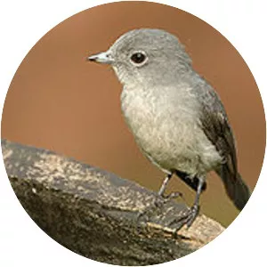 Old world flycatchers