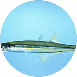 Old World silverside