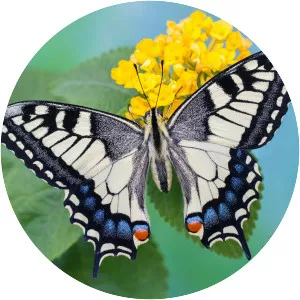 Old world swallowtail