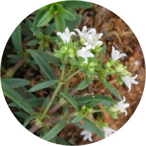 Oldenlandia umbellata - 