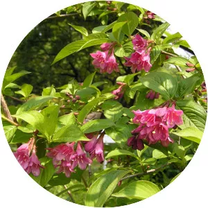 Oldfashioned weigela