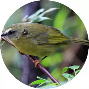 Oleaginous hemispingus