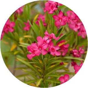Oleander - Plants