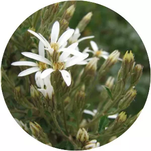 Olearia erubescens