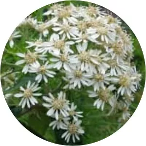 Olearia lirata - 