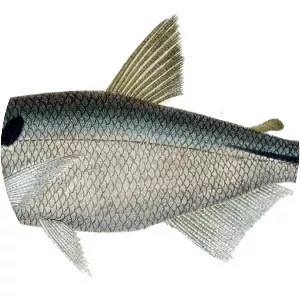 Oligosarcus hepsetus