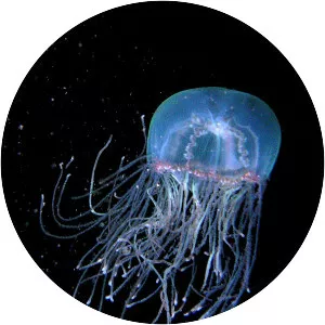 Olindias phosphorica