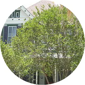 OliphantWalker House