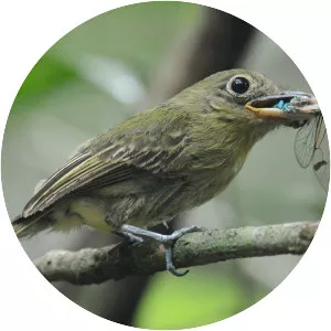 Olivaceous flatbill