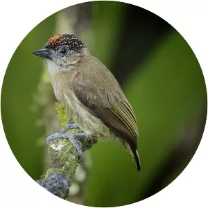 Olivaceous piculet