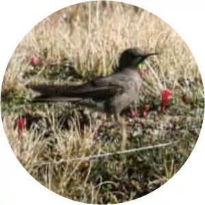 Olivaceous thornbill - Birds