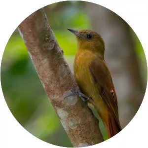 Olivaceous woodcreeper