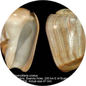 Olivancillaria urceus - 