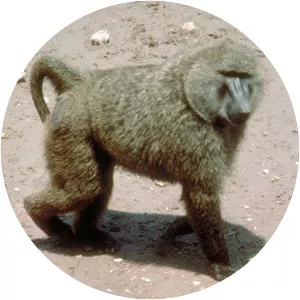 Olive baboon