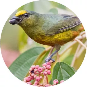 Olive-backed euphonia - Bird