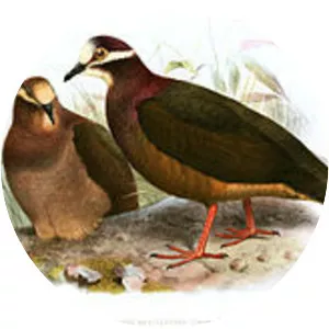 Olive-backed quail-dove - Bird