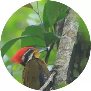 Olive-backed woodpecker