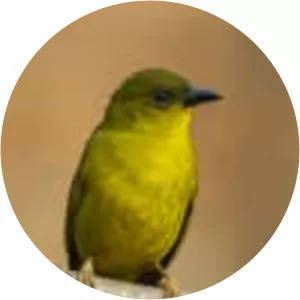 Olive-green tanager