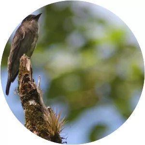 Olive-sided flycatcher