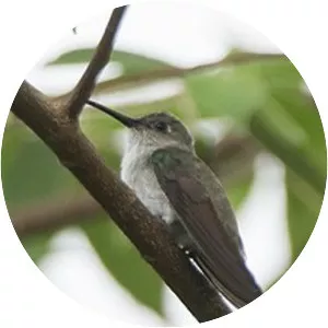 Olive-spotted hummingbird