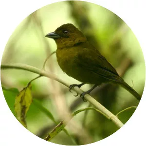Olive tanager - Bird