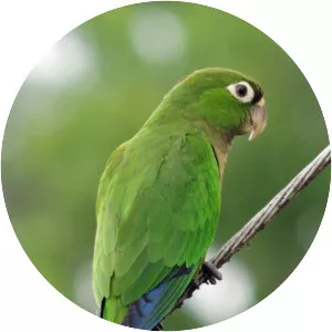 Olive-throated parakeet