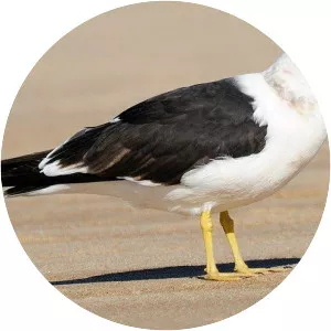 Olrog's gull